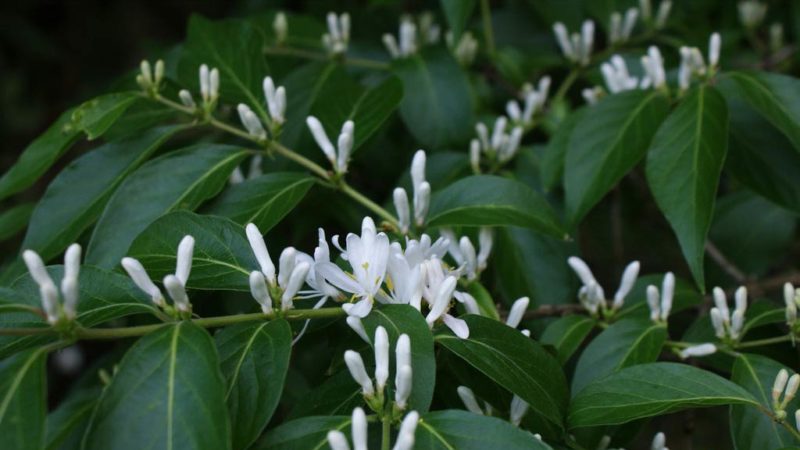Types and varieties of decorative curly honeysuckle