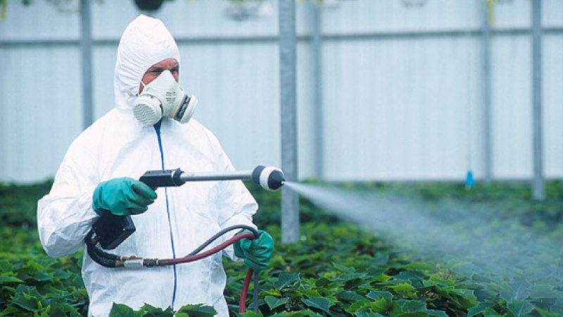 How to protect yourself from pepper pests in a greenhouse