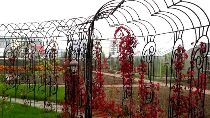 How to make a grape pergola with your own hands