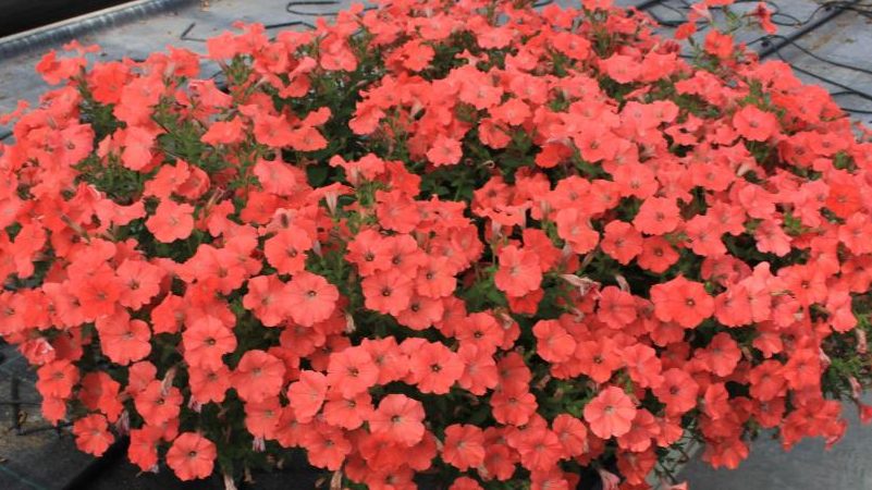 Description, varieties, cultivation of Gioconda petunia