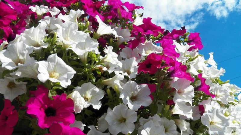 Types and best varieties of perennial petunias