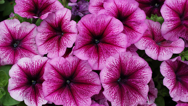 Types and best varieties of perennial petunias