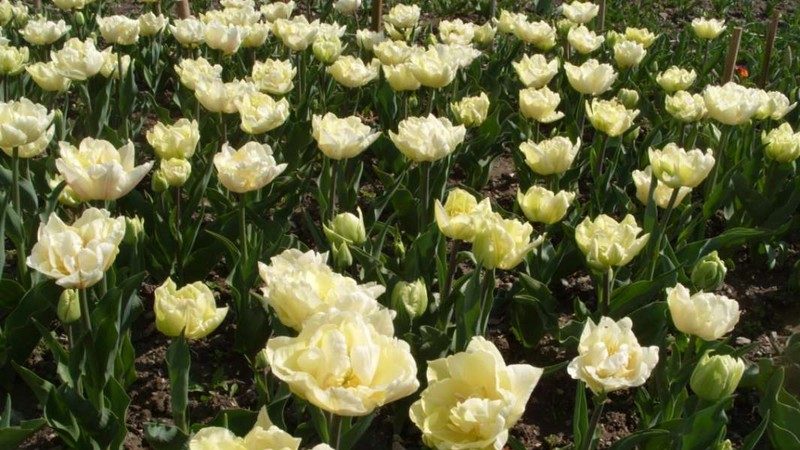 A beginner's guide to tulip planting in August
