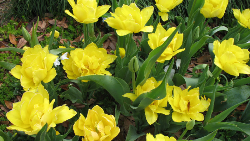 A beginner's guide to tulip planting in August