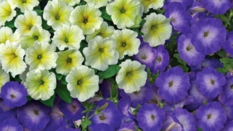 Description, varieties, cultivation of Gioconda petunia