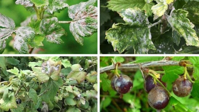 Why currants have pale leaves, what to do and how to fix it