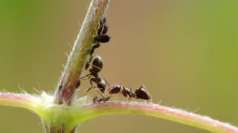 How to protect yourself from pepper pests in a greenhouse