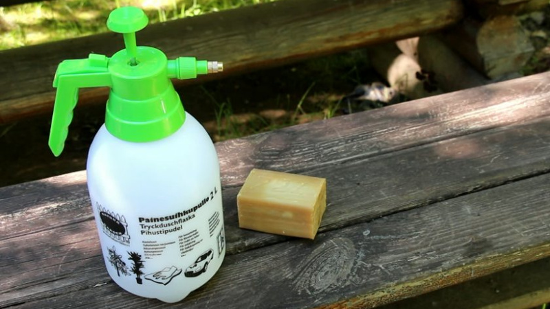 How to process cabbage from caterpillars and slugs: folk remedies