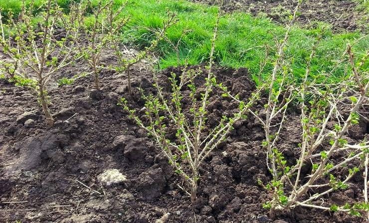 At what distance from each other are gooseberry and currant bushes planted