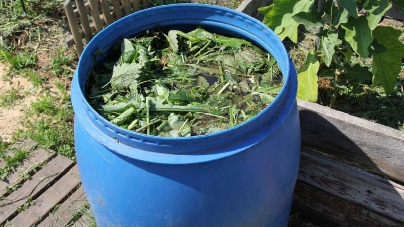 How and what to feed currants in June: the best fertilizers and the rules for their introduction