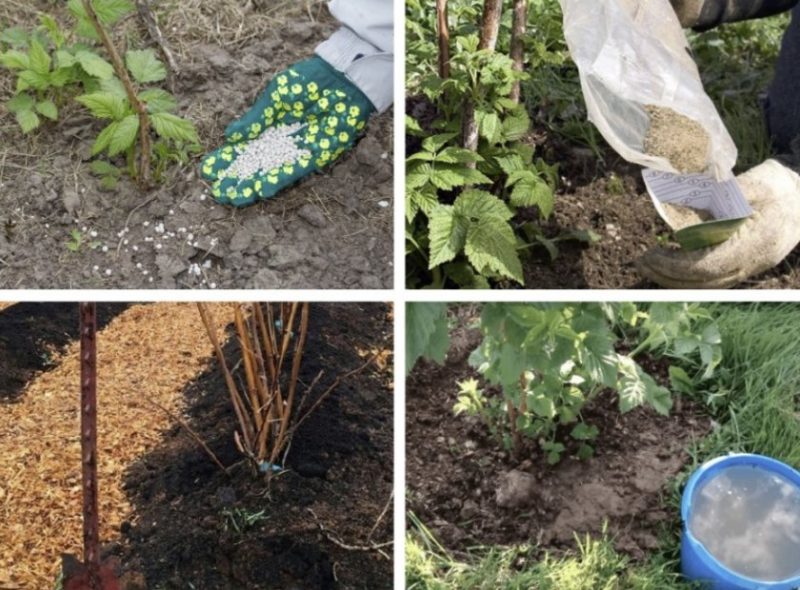 The better to feed raspberries in July for a good harvest