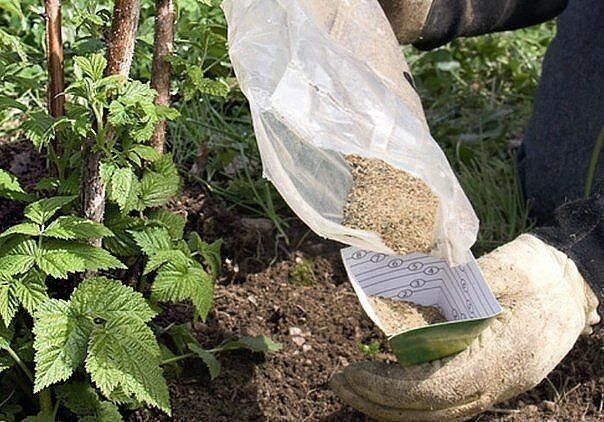 The better to feed raspberries in July for a good harvest