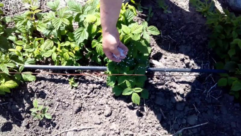 The better to feed raspberries in July for a good harvest