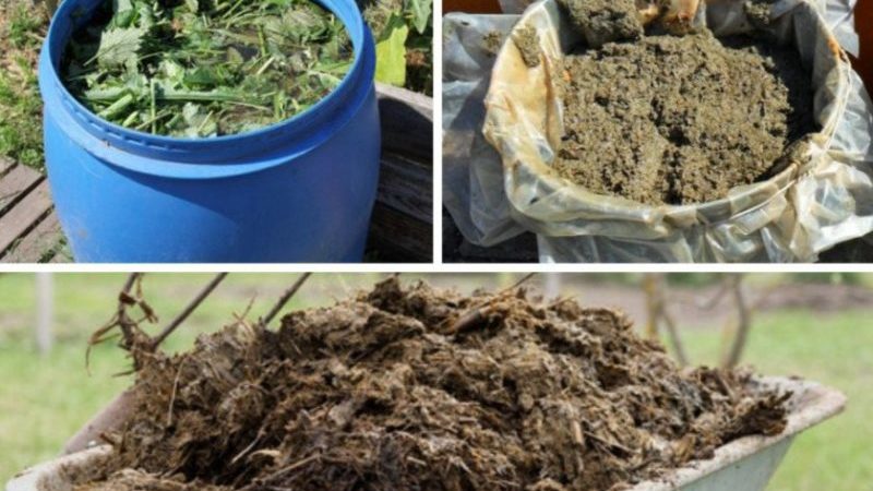 Instructions for processing raspberries in the summer from diseases and pests