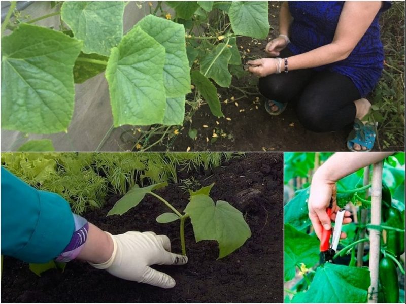 How to properly cut the leaves of cucumbers in the greenhouse and should it be done?