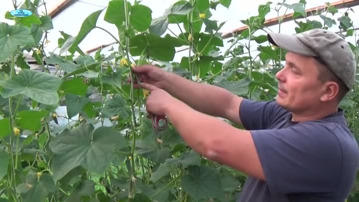 How to properly cut the leaves of cucumbers in the greenhouse and should it be done?