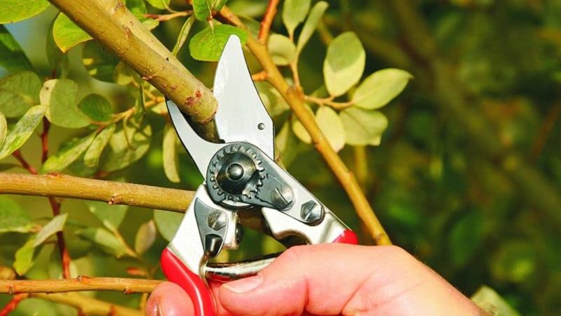 Pruning honeysuckle: why, when and how to do it right