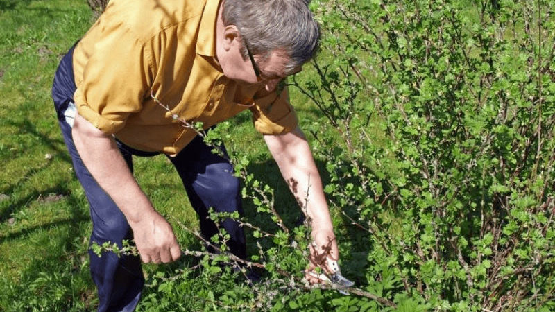 Timing and technology for pruning currant and gooseberry bushes in spring, summer and autumn