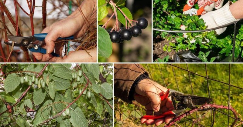 Timing and technology for pruning currant and gooseberry bushes in spring, summer and autumn