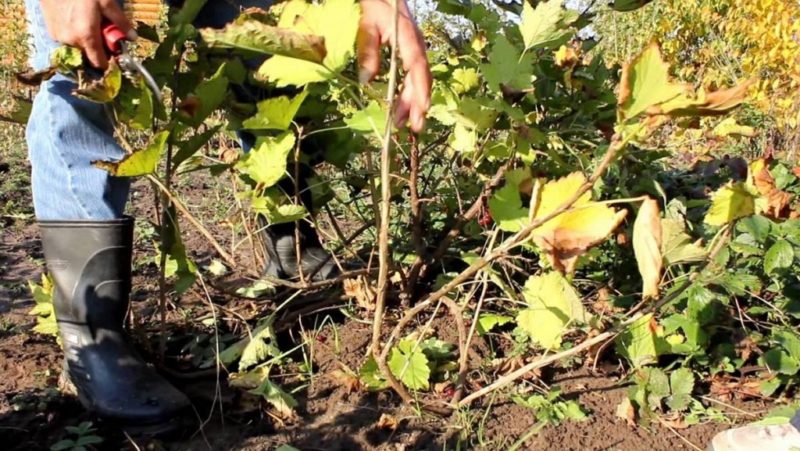 Timing and technology for pruning currant and gooseberry bushes in spring, summer and autumn