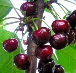 Is it possible to plant cherries in July and how to do it correctly: instructions and advice from experienced gardeners