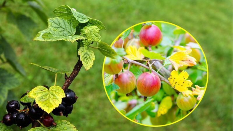 Why do gooseberry leaves fall and how to deal with it