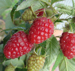 Characteristics and description of the best varieties of raspberries