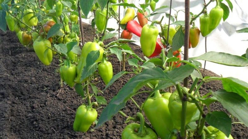 How to protect yourself from pepper pests in a greenhouse