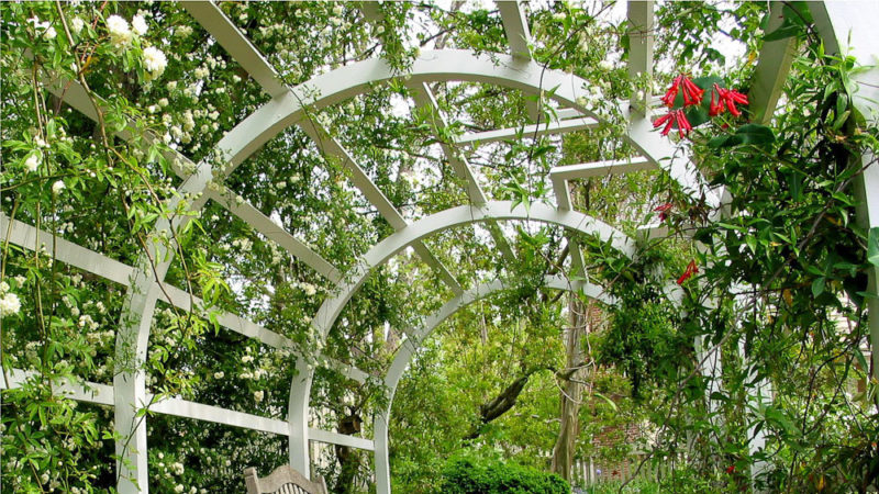 How to make a grape pergola with your own hands