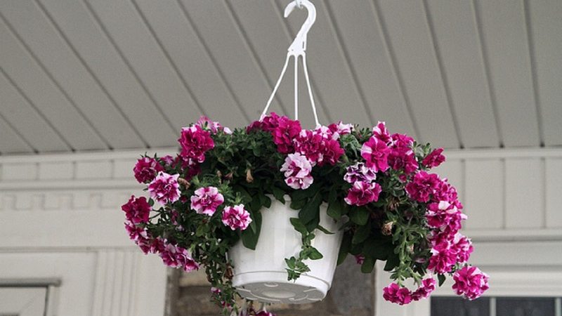 Planting and caring for petunia during flowering in a pot