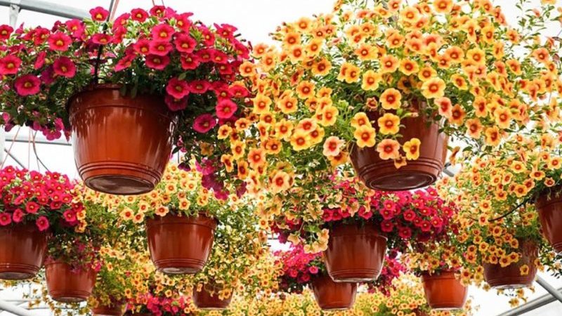 Planting and caring for petunia during flowering in a pot