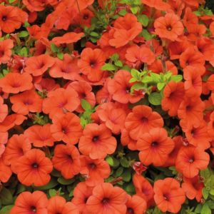 Description, varieties, cultivation of Gioconda petunia