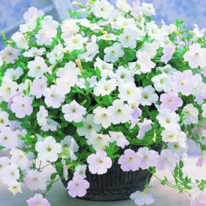 Description, varieties, cultivation of Gioconda petunia