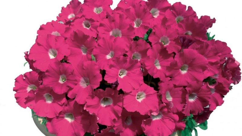 Description, varieties, cultivation of Gioconda petunia