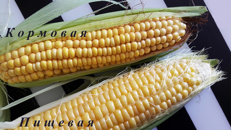 How to distinguish feed corn from food corn and the uses of both types