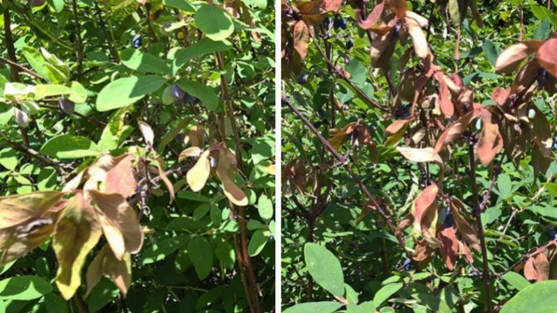 Why honeysuckle does not grow - causes and solutions to the problem