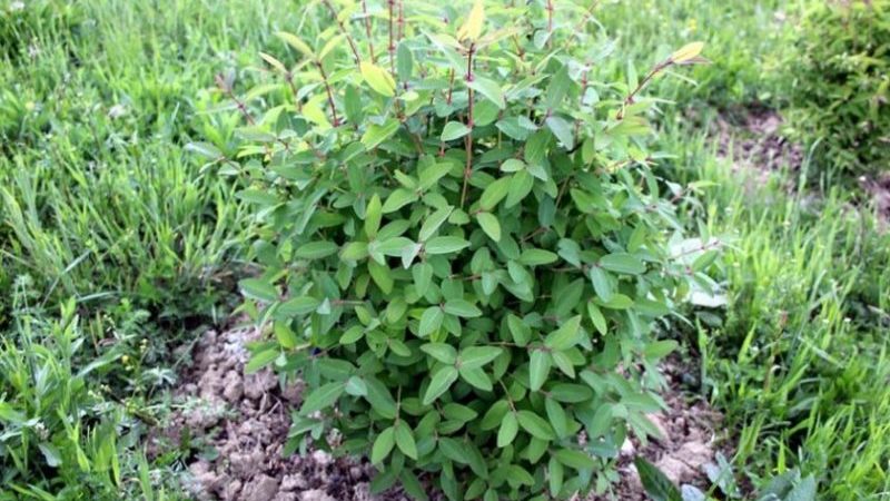 Why honeysuckle does not bear fruit well