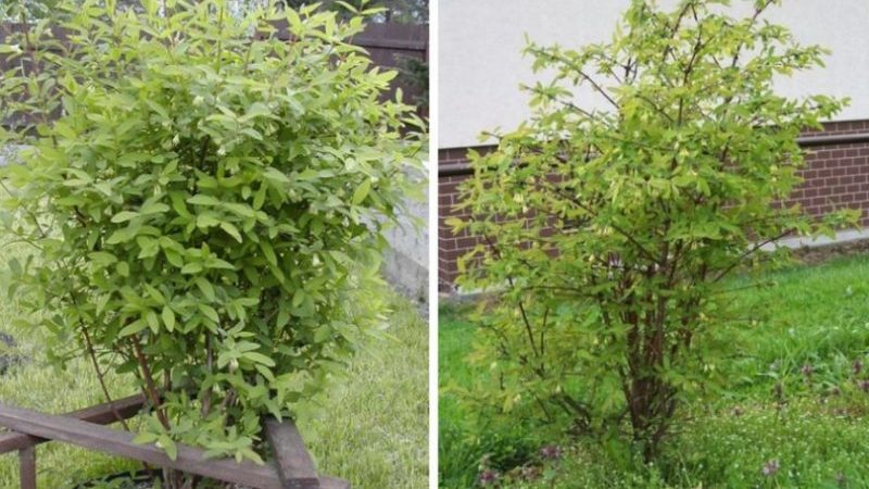 Why honeysuckle does not grow - causes and solutions to the problem