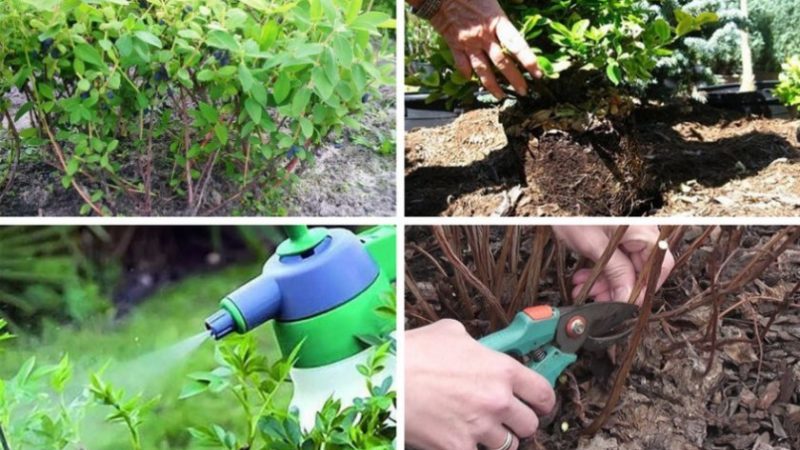 Why honeysuckle does not bear fruit well