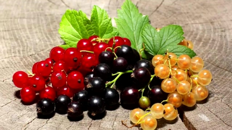 Why is black currant black