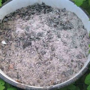 How to feed raspberry ash in the summer: instructions