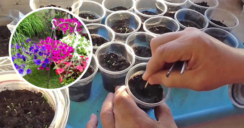 How, when and how to feed petunias for lush flowering