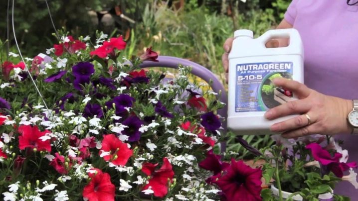 How, when and how to feed petunias for lush flowering