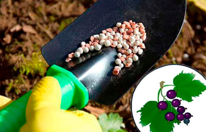 How and what to feed currants in June: the best fertilizers and the rules for their introduction