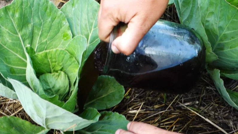 Why cabbage leaves turn purple and what to do about it