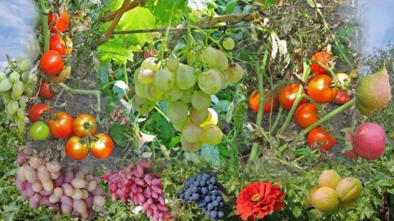 Recommendations from experienced winegrowers: is it possible to plant different grape varieties nearby and what are the benefits and harms of this