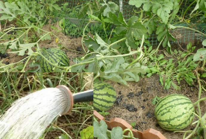 How often to water watermelons and melons in the greenhouse and open field