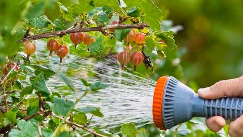 Why do gooseberry leaves fall and how to deal with it