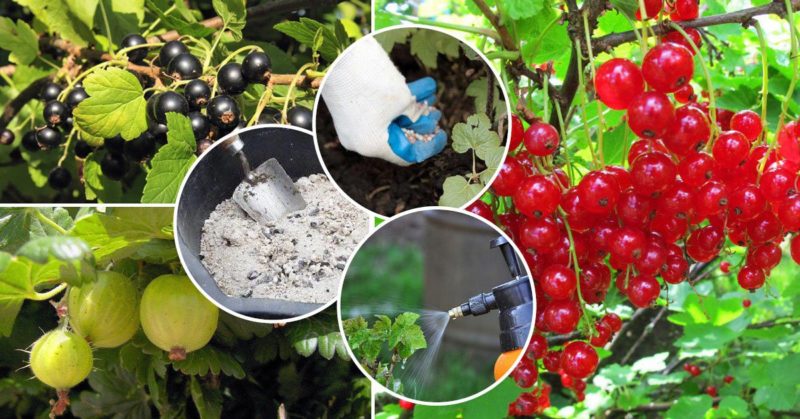 Why gooseberries don't have berries and how to fix it