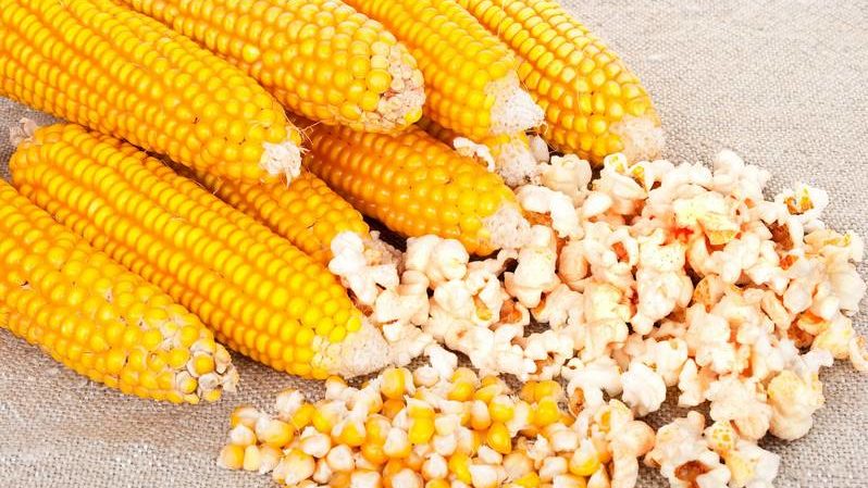 How to distinguish feed corn from food corn and the uses of both types